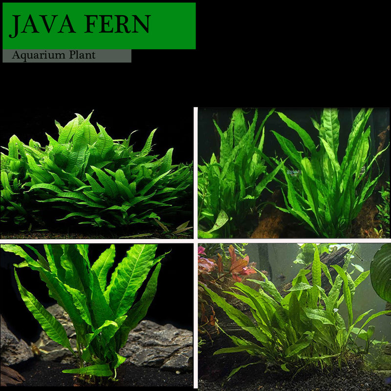 Java Fern Microsorum Pteropus
