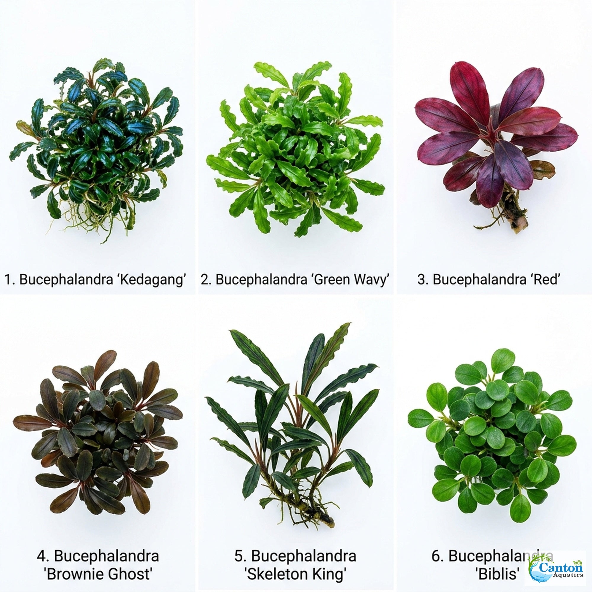 Bucephalandra Kedagang 52 - Image 11