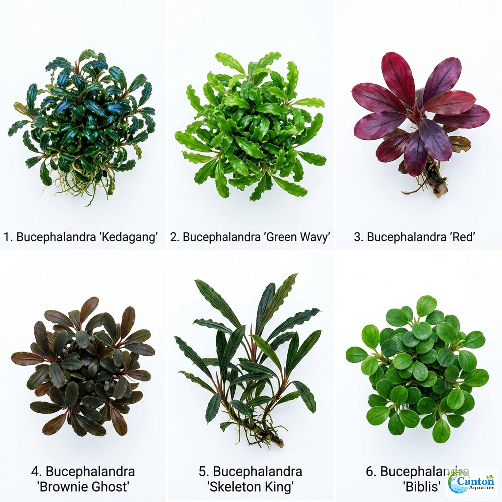 Bucephalandra Kedagang 52 - Image 11
