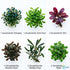Bucephalandra Kedagang 52 - Image 11