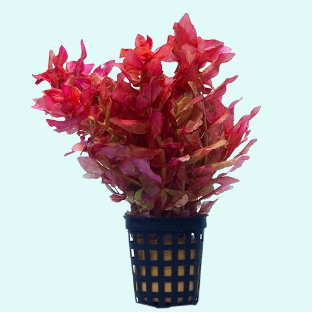 Rotala Indica - Live Aquarium Plant from Canton Aquatics