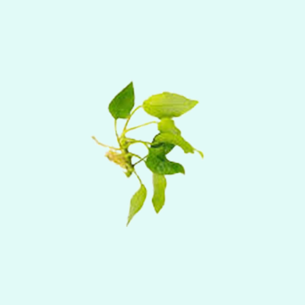 Anubias Barteri Nana (Golden) in freshwater aquarium