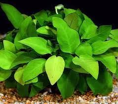 Anubias Barteri Nana (Golden) product photo