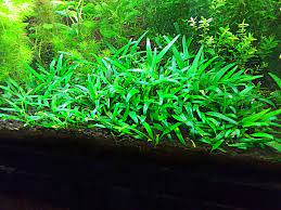 Cryptocoryne Crypt Lucens live plant specimen