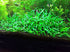 Cryptocoryne Crypt Lucens live plant specimen
