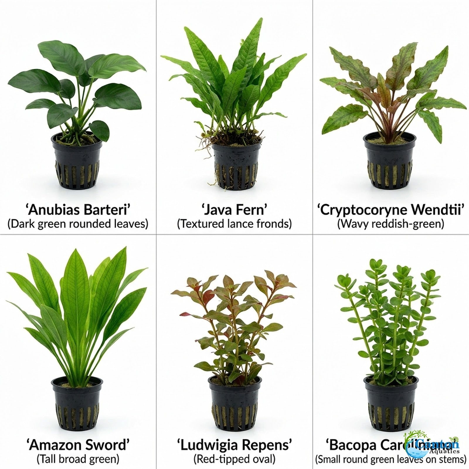 Live Aquarium Plants Bundle 10 Pack - Live Plants Packaging