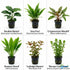 Live Aquarium Plants Bundle 10 Pack - Live Plants Packaging