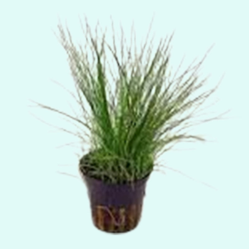 Dwarf Hairgrass Clump Eleocharis Parvula (3 Clumps)