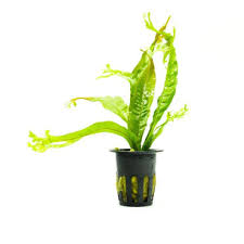 Java Fern Microsorum 