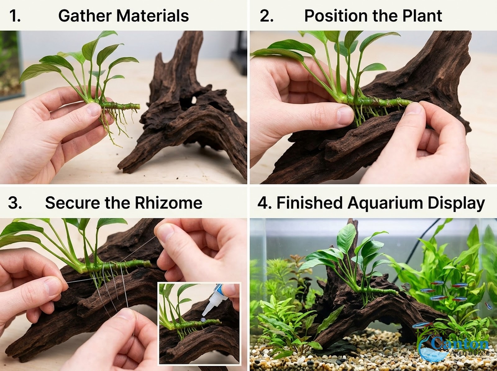 Java Fern & Anubias Nana (Microsorum Pteropus, Anubias Barteri) size and color reference
