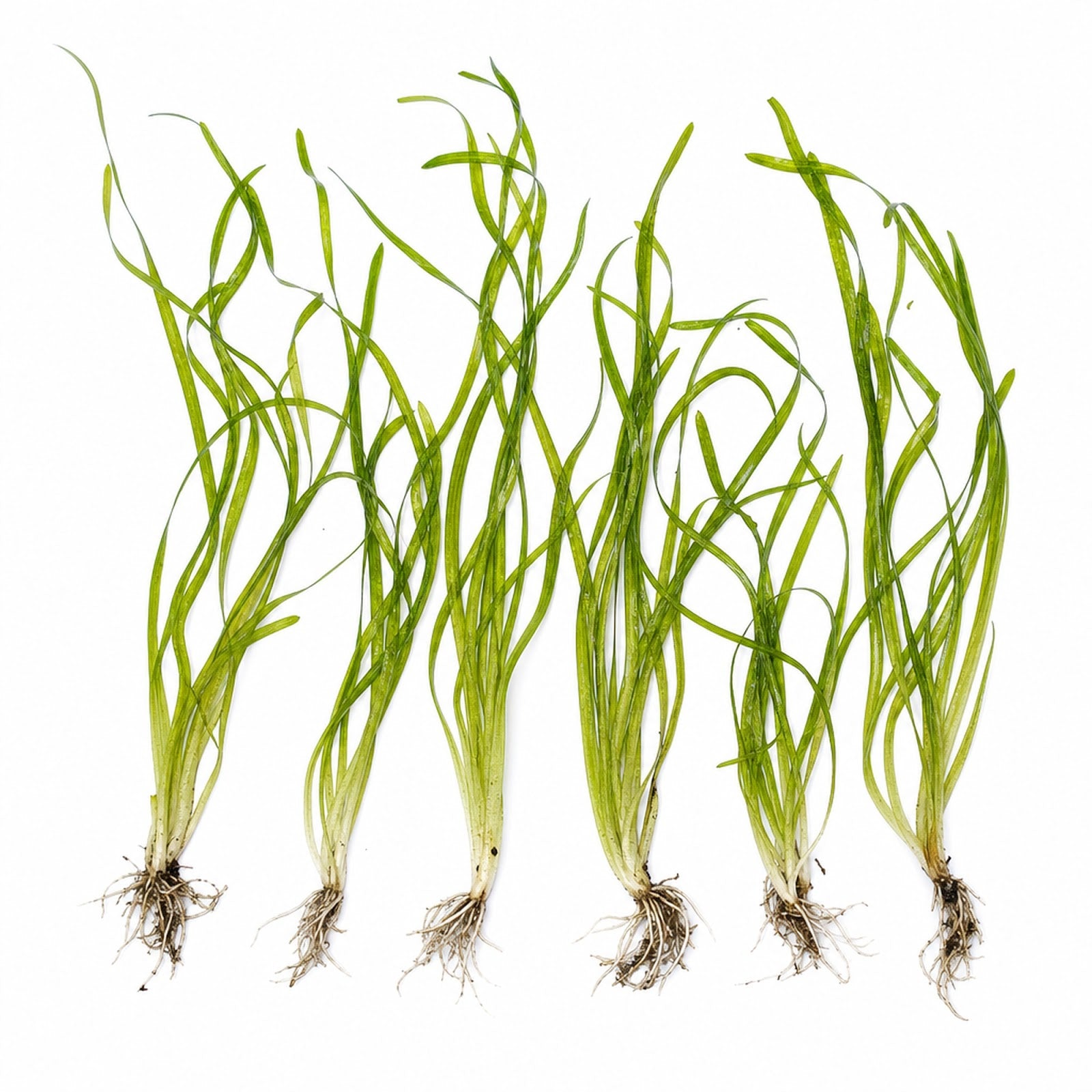 Italian Vallisneria Spiralis Live Aquarium Plants - 6 Pack