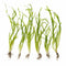 Italian Vallisneria Spiralis Live Aquarium Plants - 6 Pack