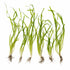 Italian Vallisneria Spiralis Live Aquarium Plants - 6 Pack