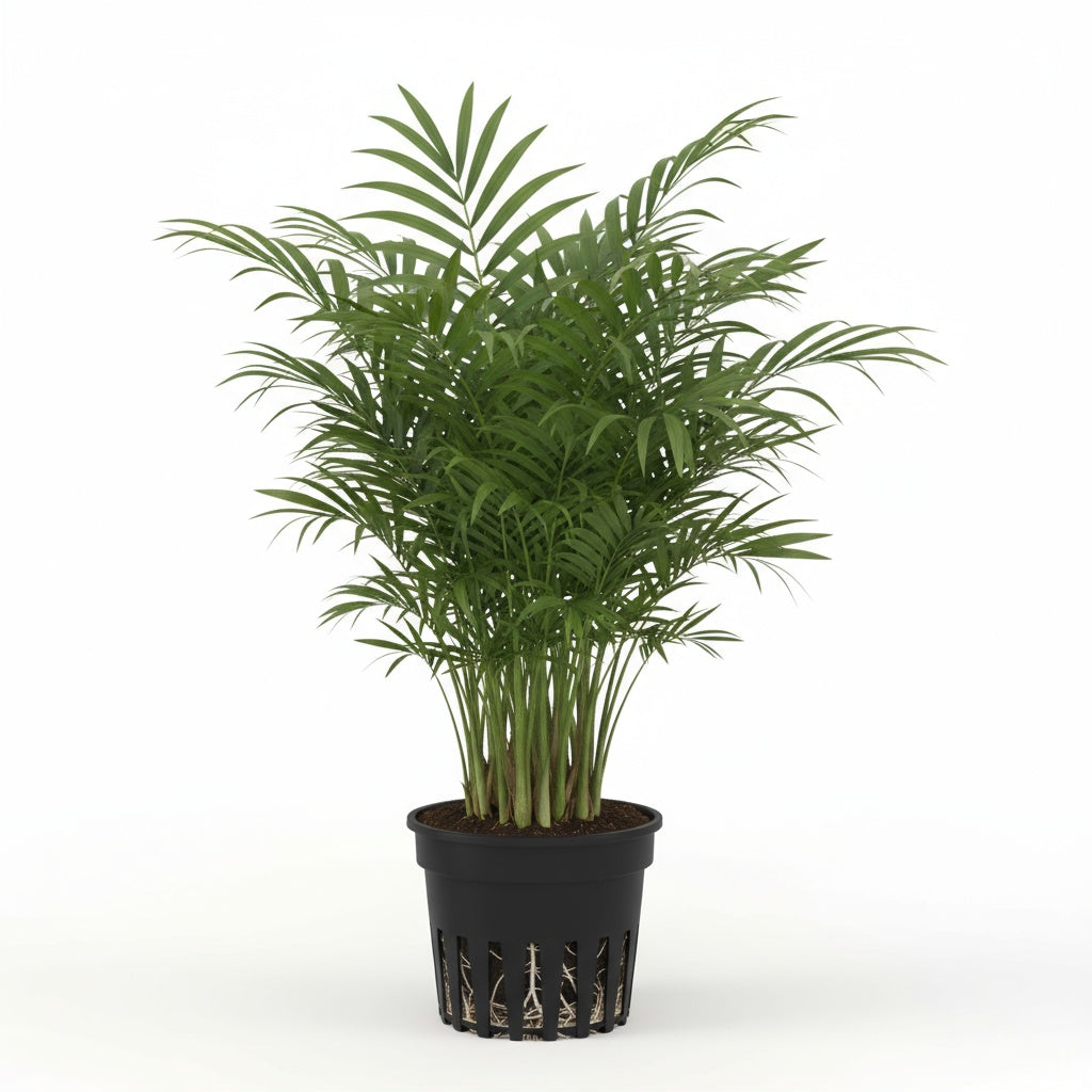 Bella Palm (Chamaedorea elegans)