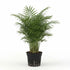 Bella Palm (Chamaedorea elegans)