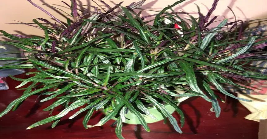 Dragon’s Tongue “Flame” (Hemigraphis repanda) – Live Terrarium & Paludarium Plant