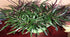 Dragon’s Tongue “Flame” (Hemigraphis repanda) – Live Terrarium & Paludarium Plant