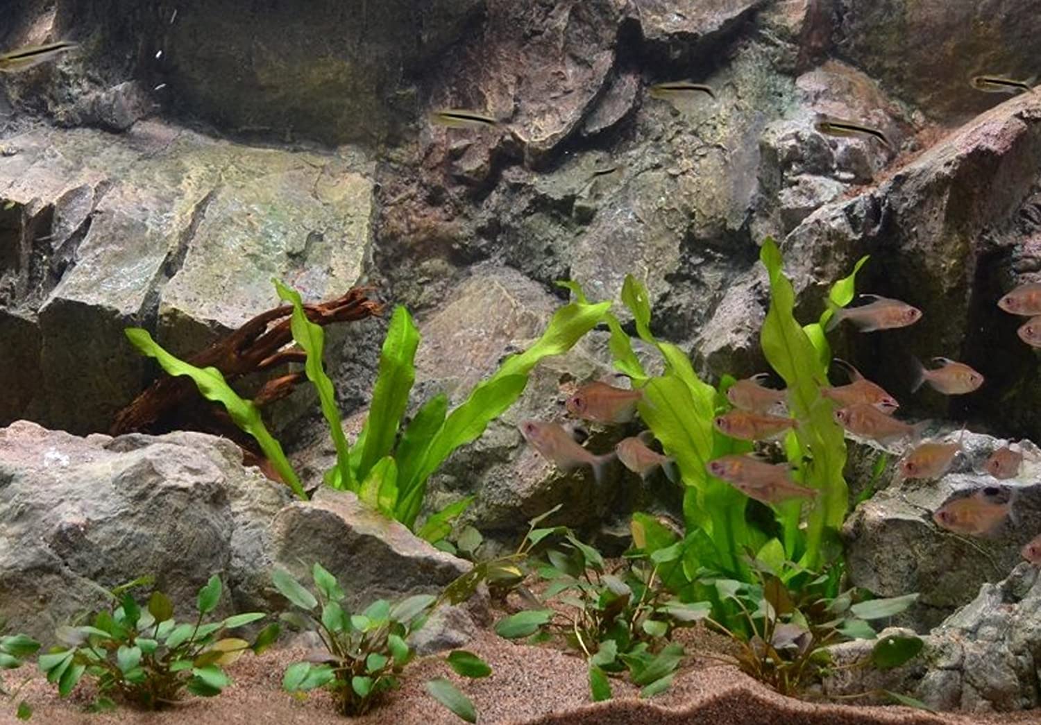 Ruffled Amazon Sword Echinodorus Martii submerged in planted aquarium