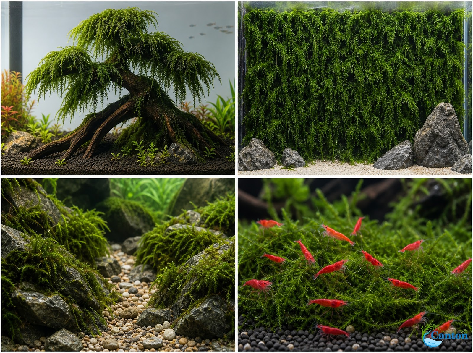 Weeping Moss Live Aquarium Plant 3 Pack 4oz Cups Freshwater Fish Tanks from Canton Aquatics