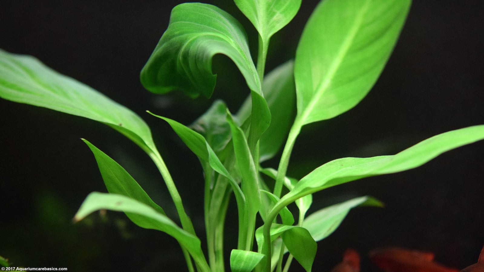 aquatic peace lily Brazilian Sword “Peace Lily” (Spathiphyllum sp)... – Canton Aquatics