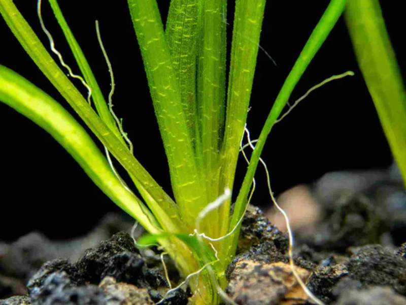 6 Plant Pack Jungle Vallisneria Americana