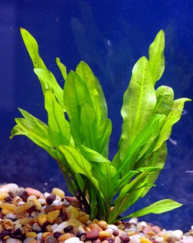 Ruffled Amazon Sword Echinodorus Martii in freshwater aquarium