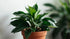 Anubias Gigantea aquatic plant for planted tank