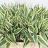 Sanderiana Variegated (Dracaena sanderiana)