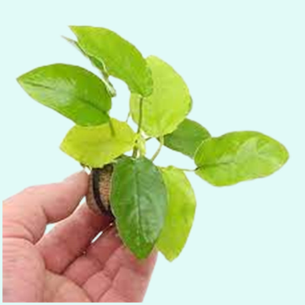 Anubias Barteri Nana (Golden) live plant specimen