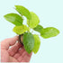 Anubias Barteri Nana (Golden) live plant specimen
