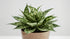 Hygrophilla Corymbosa "Varigated" Marble Temple Plant