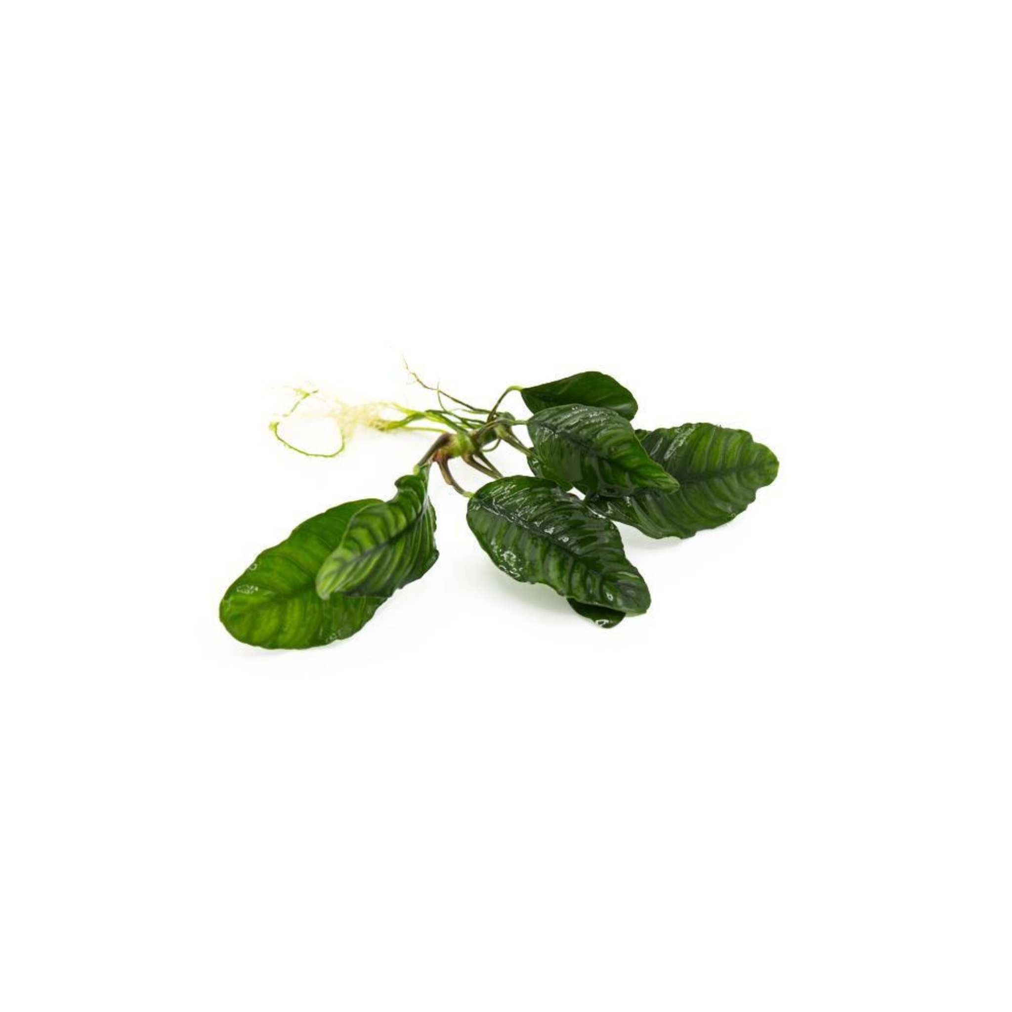Anubias Coffeefolia