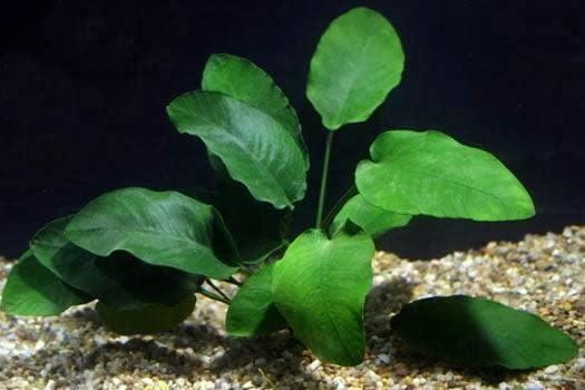 3 Anubias Aquatic Plants Bundle