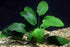 3 Anubias Aquatic Plants Bundle