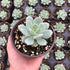 Echeveria Gray Red