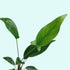 Anubias Hastifolia healthy growth example