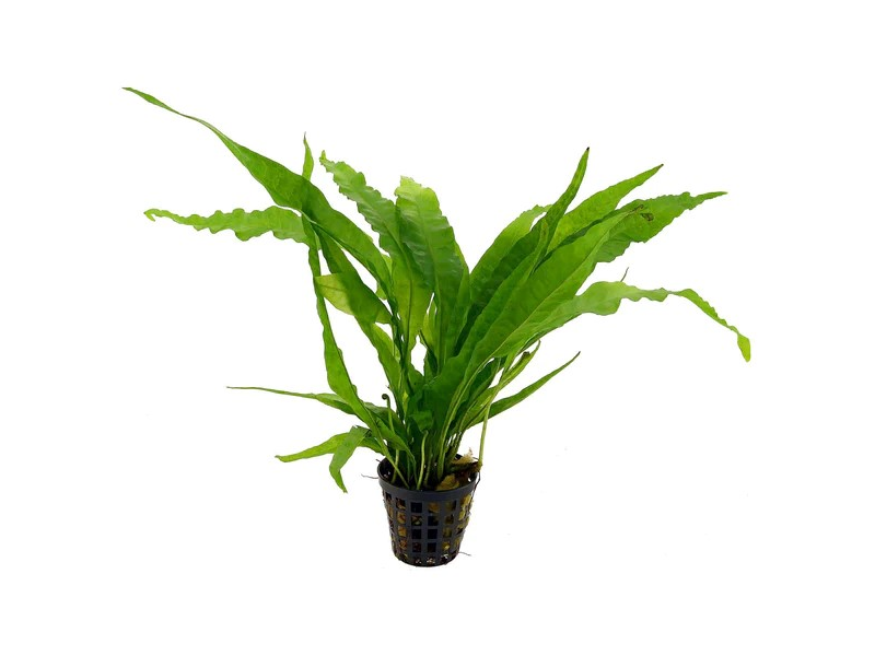 Java Fern Microsorum
