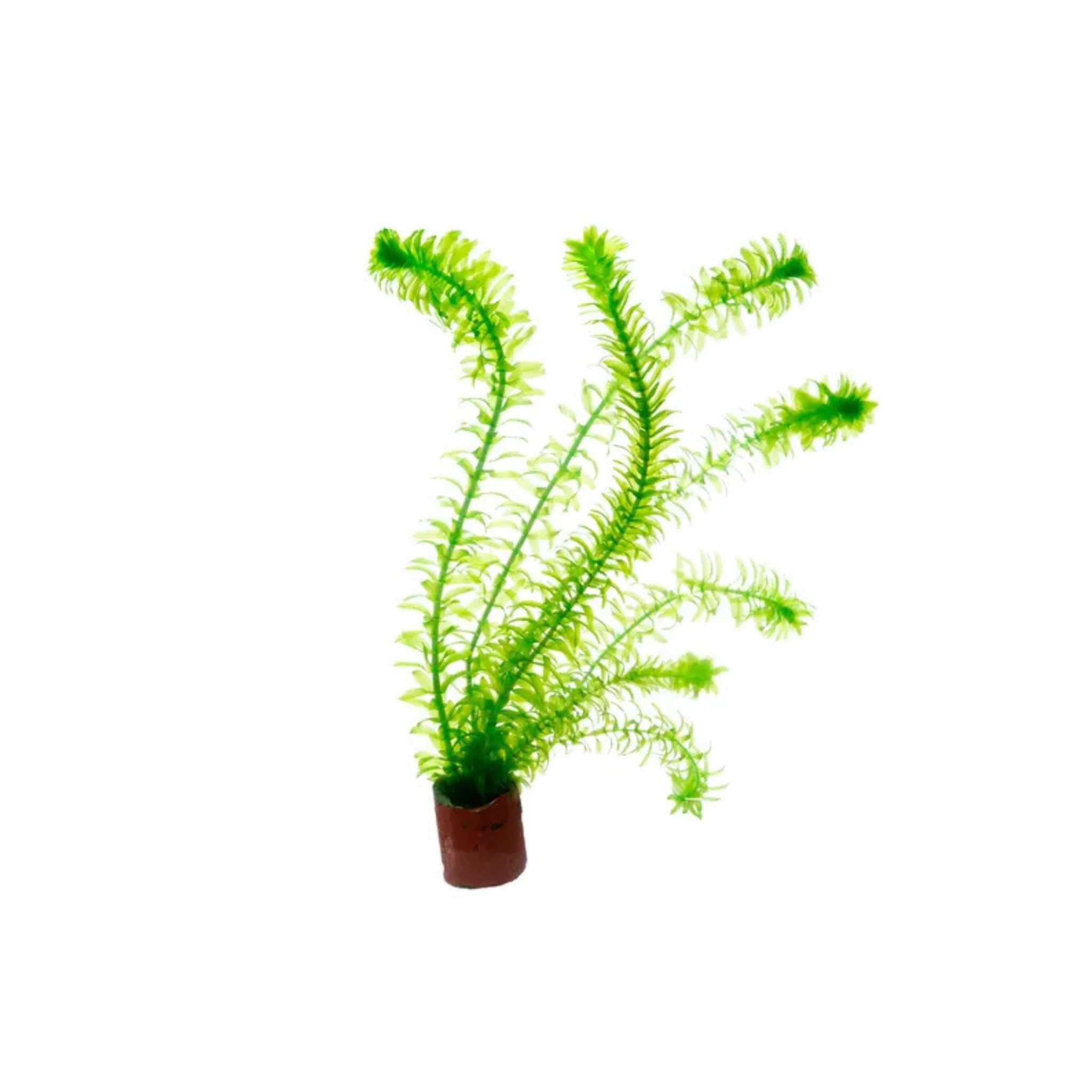 Anacharis Egeria Najas