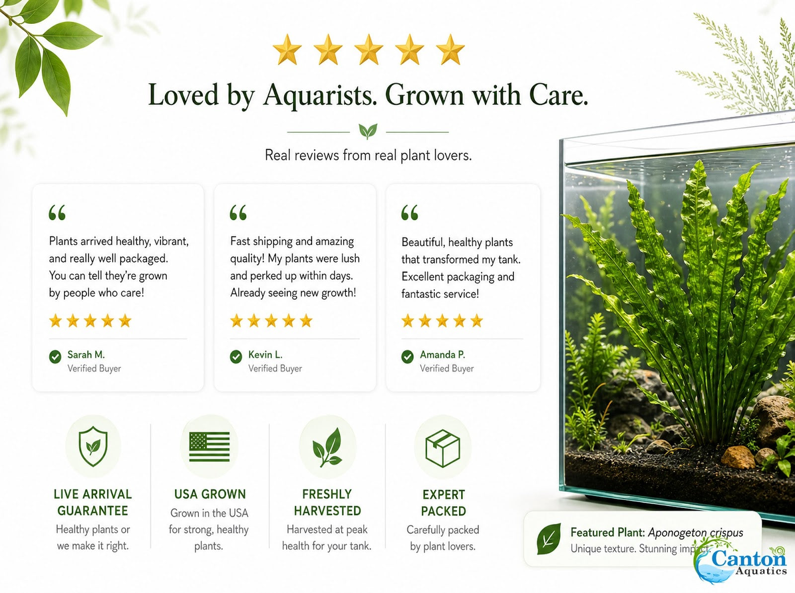 Aponogeton Crispus Bulb Live Aquarium Plant Crinkled Sword Freshwater Easy Beginner Low Light No CO2 - Image 10