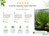 Aponogeton Crispus Bulb Live Aquarium Plant Crinkled Sword Freshwater Easy Beginner Low Light No CO2 - Image 10