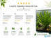 Aponogeton Crispus Bulb Live Aquarium Plant Crinkled Sword Freshwater Easy Beginner Low Light No CO2 - Image 10