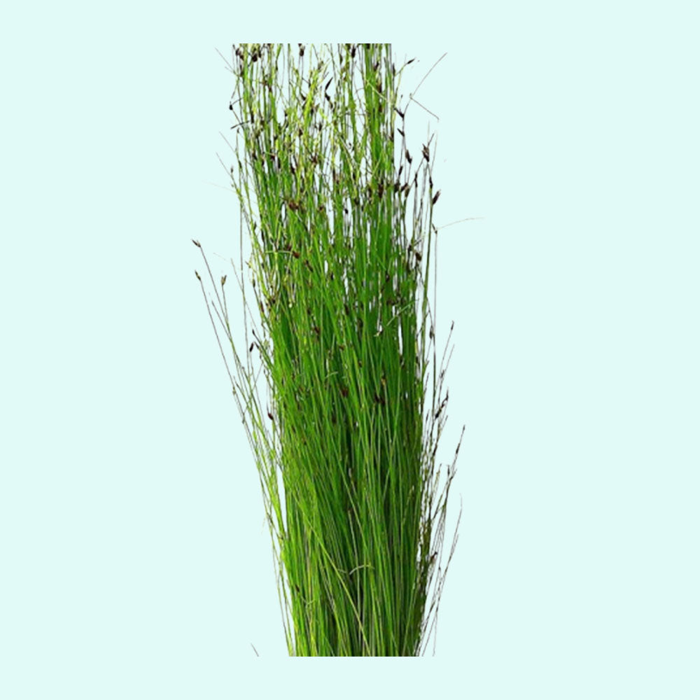 Hairgrass (Eleocharis Vivipara) - Close Up View