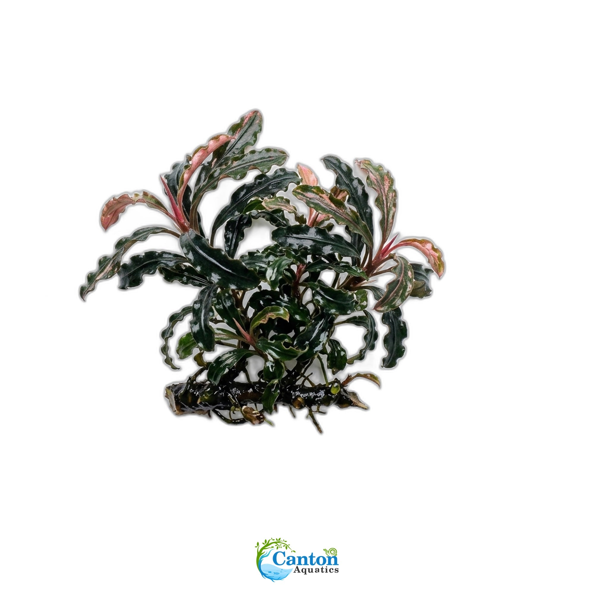 Bucephalandra Kedagang 52 - Live Aquarium Plant