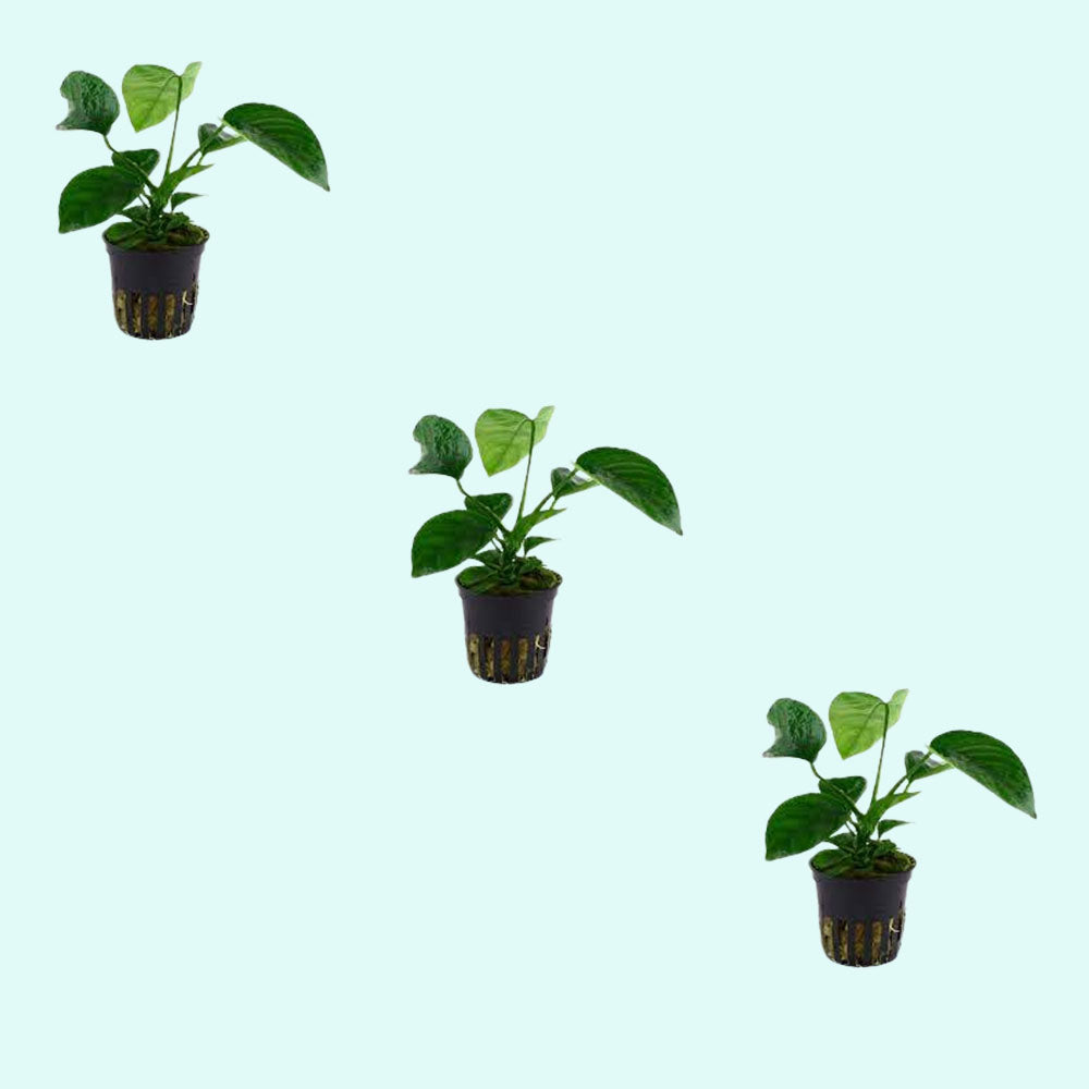 Anubias barteri var. Caladiifolia