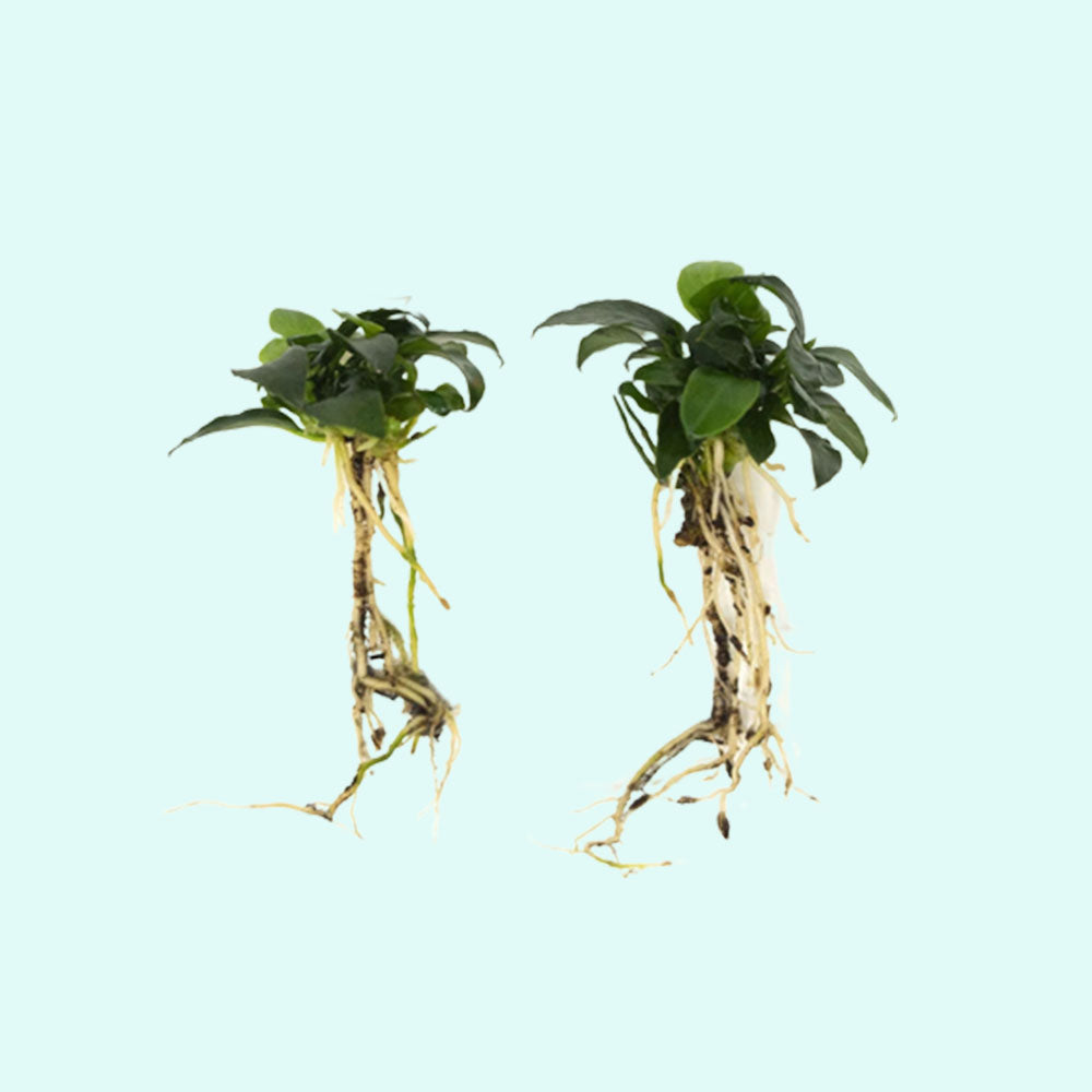 Anubias Barteri "Nana Petite" – Live Aquarium Plant product photo