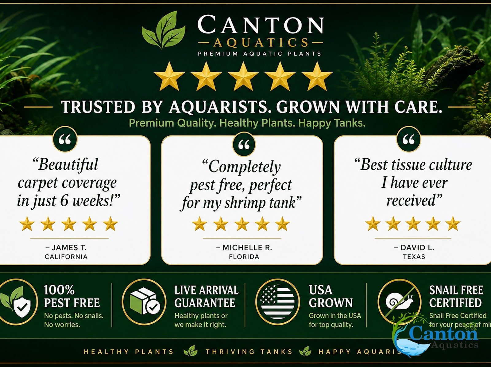 Micranthemum Monte Carlo Tissue Culture Aquarium Plant In Vitro Pest Free - Product image 10 of 10