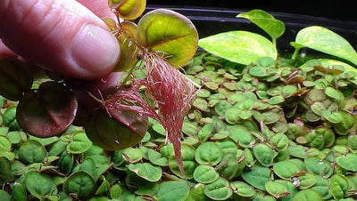 Red Root Floater Phyllanthus Fluitans