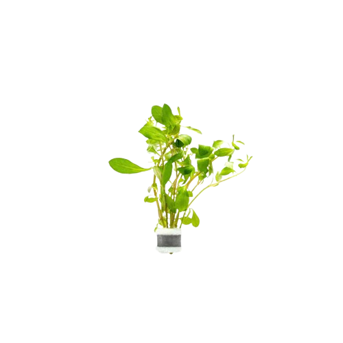 Ludwigia Repens sp