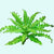 Pogostemon Helferi aquatic plant for planted tank