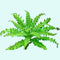 Pogostemon Helferi aquatic plant for planted tank